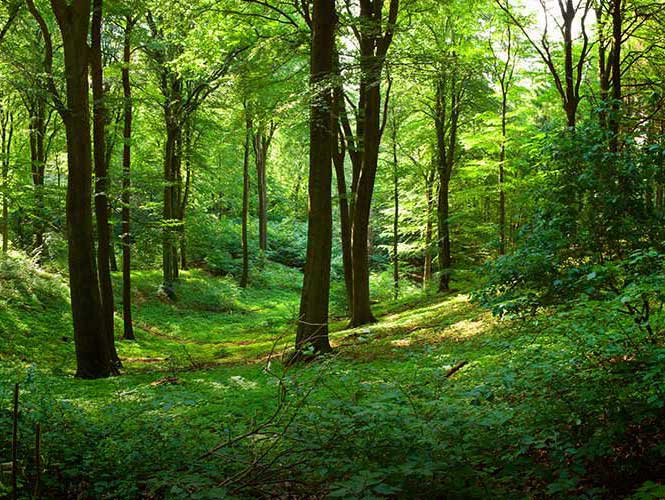 Grand Green goal set up by state government