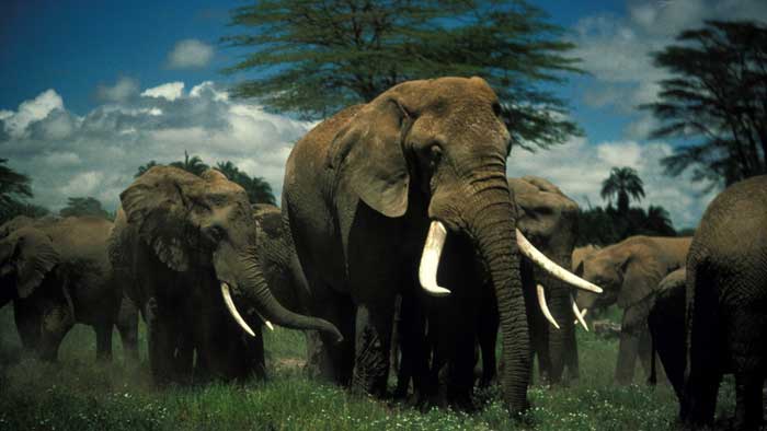 State forest fencing to stop Jumbo death 