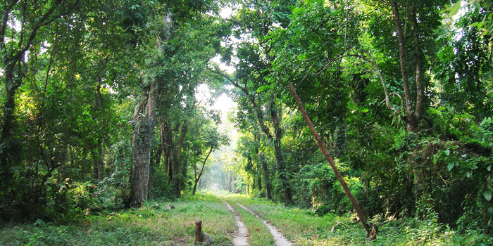 Odisha claims first place in forest act implementation