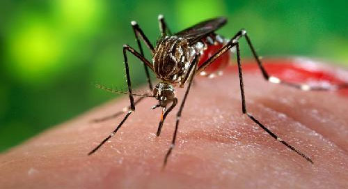 Odisha to launch mobile app to prevent Malaria