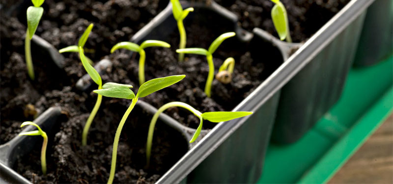 10k seedlings to make BBSR green again 